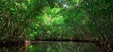 Collier Seminole State Park