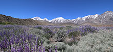 Crowley Lake