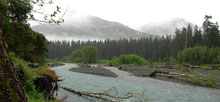 Hoh Rainforest