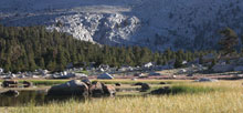 Horseshoe Meadow Equestrian