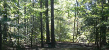 Merchants Millpond State Park