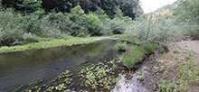 Navarro River Redwoods State Park Paul M Dimmick