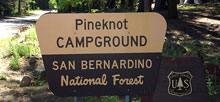 Pineknot