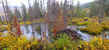 Shingle Creek ATV